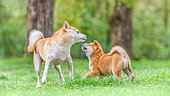 Shiba Inu, female playing with her puppy, she has just refused to feed her youngster, but is going to play with him in a meadow, France