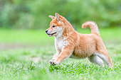 Shiba Inu, puppy running in the grass