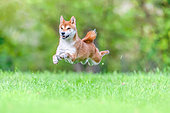 Shiba Inu, female bouncing in a meadow, France