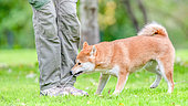 Shiba Inu, female, pulling on the shoelaces of a handler hiding a ball between her feet in a meadow, France