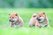 Shiba Inu, two puppies walking in a meadow, France