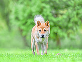 Shiba Inu, female walking in a meadow, France