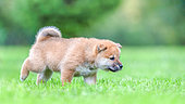 Shiba Inu, puppy walking in a meadow, France