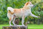 Shiba Inu, female on a tree stump, France