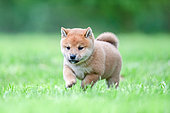 Shiba Inu, puppy running in a meadow, France