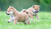 Shiba Inu, two puppies running in a meadow, France
