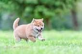 Shiba Inu, puppy running in a meadow, France