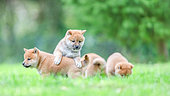 Shiba Inu puppies playing in a meadow, France