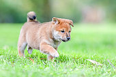 Shiba Inu, puppy running after a weeping willow leaf carried by the wind in a meadow, France