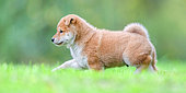 Shiba Inu, puppy walking in a meadow, France