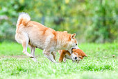Shiba Inu Female playing with her puppy and grabbing him by the scruff of the neck in a meadow, France