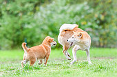 Shiba Inu, female playing with her young in a meadow, France