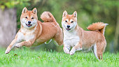 Shiba Inu, females running in a meadow, France