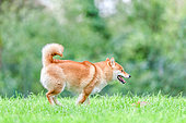 Shiba Inu, female running in a meadow, France