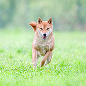 Shiba Inu, female running in a meadow, France