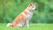 Shiba Inu, female sitting in a meadow, France