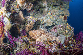 Great rockfish, (Scorpaena scrofa), Vis Island, Croatia, Adriatic Sea, Mediterranean