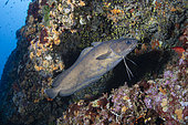Forkbeard, (Phycis phycis) Vis Island, Croatia, Adriatic Sea, Mediterranean