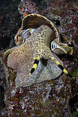 Triton shell (Charonia variegata) Komiza, Vis Island, Croatia, Adriatic Sea, Mediterranean