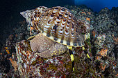 Triton shell (Charonia variegata) Komiza, Vis Island, Croatia, Adriatic Sea, Mediterranean