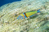 Ornate Wrasse, (Thalassoma pavo), Vis Island, Croatia, Adriatic Sea, Mediterranean