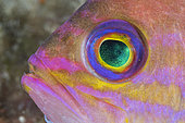 Detail of Mediterranean fairy basslet, (Anthias anthias). Vis Island, Croatia, Adriatic Sea, Mediterranean