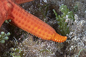 Red sea star, (Hacelia attenuata) arm that growing back, Vis Island, Croatia, Adriatic Sea, Mediterranean