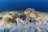 Giant tun (Tonna galea) liying eggs. It is a species of marine gastropod mollusc, one of the biggest sea snail in Mediterranean Sea, Vis Island, Croatia, Adriatic Sea, Mediterranean