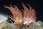 Sea slugs, (Nemesignis banyulensis) Vis Island, Croatia, Adriatic Sea, Mediterranean