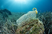 Plastic bottle on the sea bottom, Vis Island, Croatia, Adriatic Sea, Mediterranean