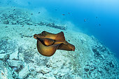 Depilatory sea hare (Aplysia depilans) Vis Island, Croatia, Adriatic Sea, Mediterranean