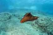 Depilatory sea hare (Aplysia depilans) Vis Island, Croatia, Adriatic Sea, Mediterranean