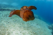 Depilatory sea hare (Aplysia depilans) Vis Island, Croatia, Adriatic Sea, Mediterranean