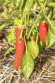 Chilli pepper 'Sucette de Provence'