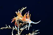 Pilgrim hervia (Cratena peregrina) Menorca, Balearic islands