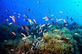 Ornate wrasse (Thalassoma pavo) eating Damselfish (Chromis chromis) eggs, Cabo de Palos, Spain