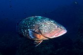 Dusky Grouper (Epinephelus marginatus), Cabo de Palos, Spain