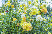 Dahlia 'Helios', flowers
