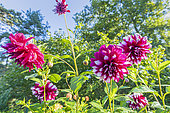 Dahlia 'Deuil du Roi Albert', flowers