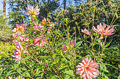 Dahlia 'Gabriel Nigond', flowers
