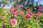 Dahlia 'Feline Yvonne', flowers