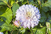 Dahlia 'Le Thoureil', flower