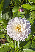 Dahlia 'Le Thoureil', flower