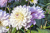 Dahlia 'Le Thoureil', flowers