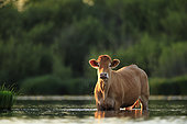 Limousin cow (Bos taurus domesticus) feeding on aquatic vegetation in a pond in the Brenne Regional Nature Park, France