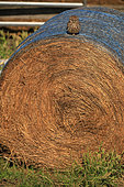 Adult Pygmy Owl (Athene noctua) posted on a hay roll in search of prey, France
