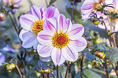 Dahlia 'La Vie en Rose', Breeder : Kneblewski (FRA) 2019, flowers