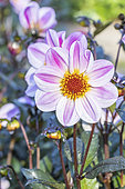 Dahlia 'La Vie en Rose', Breeder : Kneblewski (FRA) 2019, flowers