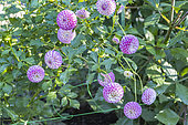 Dahlia 'Zippity Do Da', Breeder : Gitts (USA) 2005, flowers