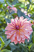 Dahlia 'Dutch Deligth', flower